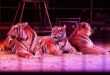 <strong>A Pescara il grande sogno africano del Circo Paolo Orfei, lo spettacolo di successo</strong><br><strong>dall’8 aprile all’1 maggio lo show da sold out</strong>