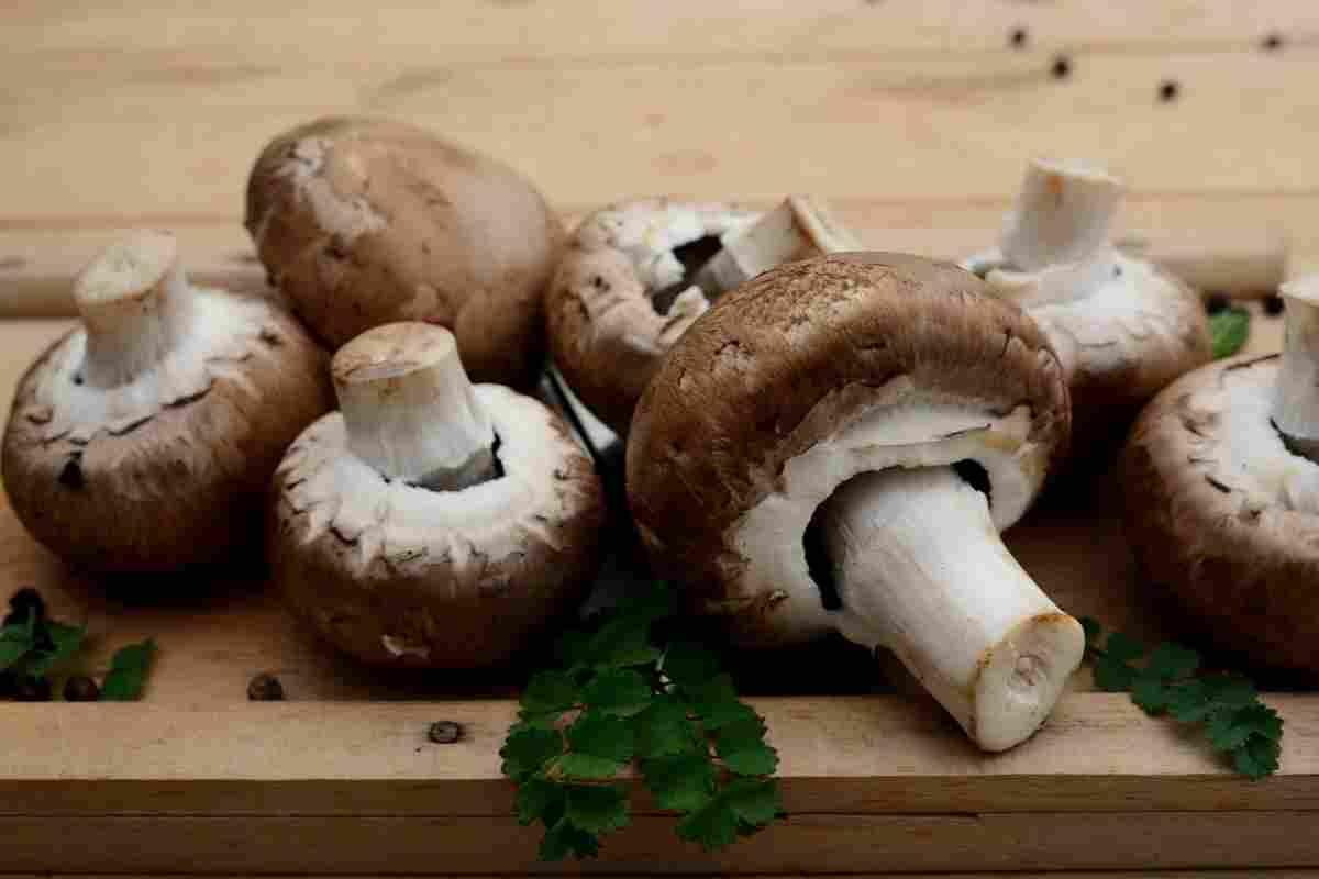 porcini